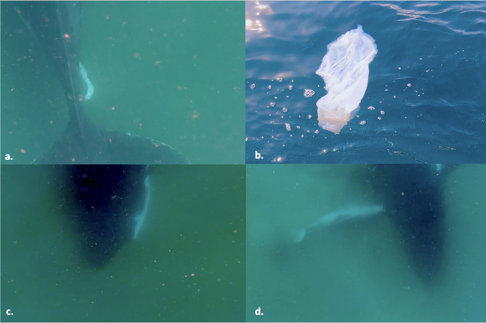 Images of the amniotic membrane, and the dead calf sinking beside the mother Images of the amniotic membrane, and the dead calf sinking beside the mother
